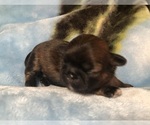 Small #1 Shih Tzu