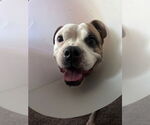 Small #2 American Pit Bull Terrier Mix