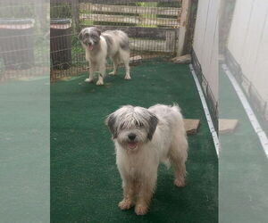 Golden Retriever-Unknown Mix Dogs for adoption in Aurora, IN, USA
