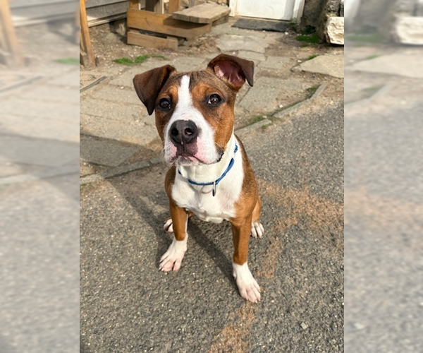 Medium Photo #7 Boxador Puppy For Sale in Brewster, NY, USA
