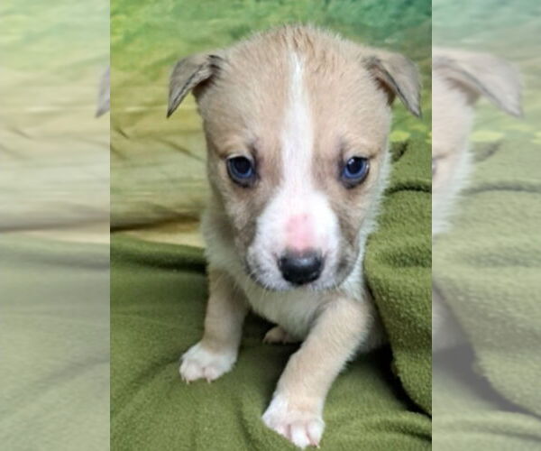 Medium Photo #4 Mutt Puppy For Sale in Lakewood, CO, USA