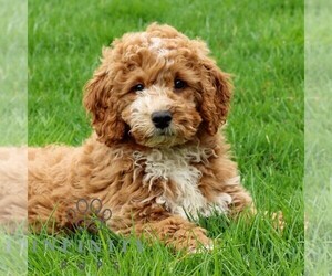 Goldendoodle (Miniature) Puppy for sale in LITITZ, PA, USA