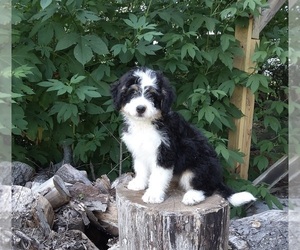 Miniature Bernedoodle Puppy for sale in FREDERICKSBURG, OH, USA