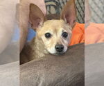 Small #2 Chihuahua Mix