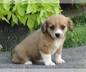 Cava-Corgi Puppy for sale in HONEY BROOK, PA, USA