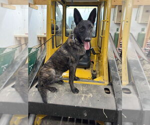 Balto - Located in Ohio - Male Holland Shepherd Dog for Adoption - Photo #2