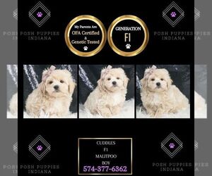 Maltipoo Puppy for sale in WARSAW, IN, USA