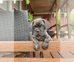 Small #11 Cane Corso