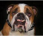 Small Bulldog