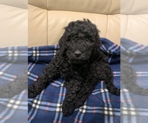 Double Doodle Puppy for sale in JACKSONVILLE BEACH, FL, USA