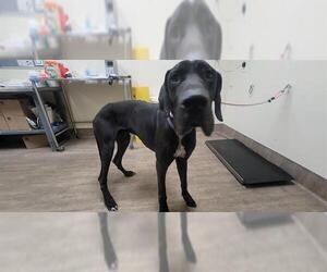 Great Dane Dogs for adoption in Pasadena, CA, USA