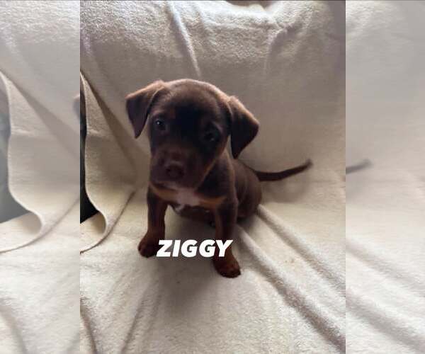 Medium Photo #5 Mutt Puppy For Sale in Mount Laurel, NJ, USA