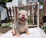 Small Photo #33 French Bulldog Puppy For Sale in GOSHEN, IN, USA