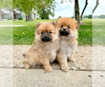 Small #5 Pomeranian