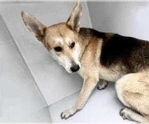 German Shepherd Dog-Unknown Mix Dogs for adoption in Houston, TX, USA