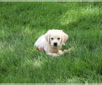 Small #3 Golden Retriever