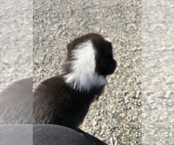 Medium Photo #3 Pembroke Welsh Corgi Puppy For Sale in OAKLEY, CA, USA