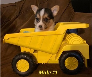Pembroke Welsh Corgi Puppy for sale in RICHLAND, MO, USA