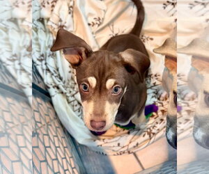 Mutt Dogs for adoption in New London, WI, USA