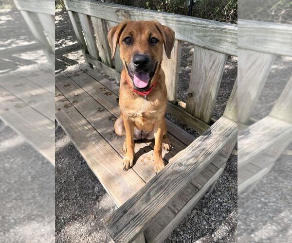 Medium Photo #2 Labrador Retriever-Unknown Mix Puppy For Sale in Elmsford, NY, USA