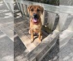 Small #1 Labrador Retriever Mix