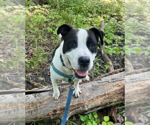 Jett - Male American Staffordshire Terrier Dog for Adoption - Photo #9