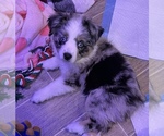 Small Miniature Australian Shepherd