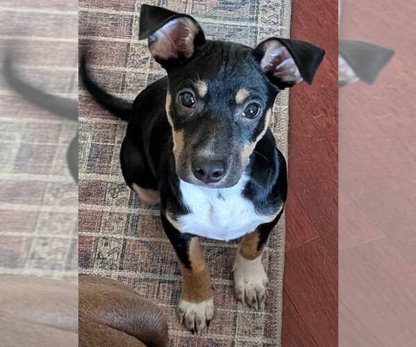Medium Photo #2 Rat Terrier-Unknown Mix Puppy For Sale in Mount Laurel, NJ, USA