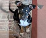 Small #1 Rat Terrier Mix