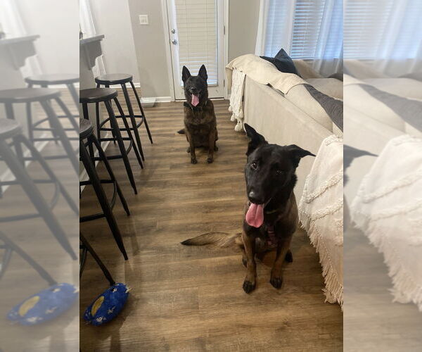 Medium Photo #3 Mutt Puppy For Sale in Imlay City, MI, USA