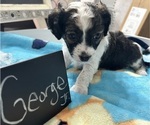 Puppy 4 YorkiePoo