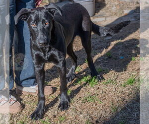 Magic Man - Male Labrador Retriever-Unknown Mix Dog for Adoption - Photo #7