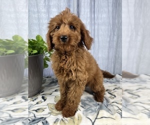 Goldendoodle (Miniature) Puppy for sale in GREENWOOD, IN, USA