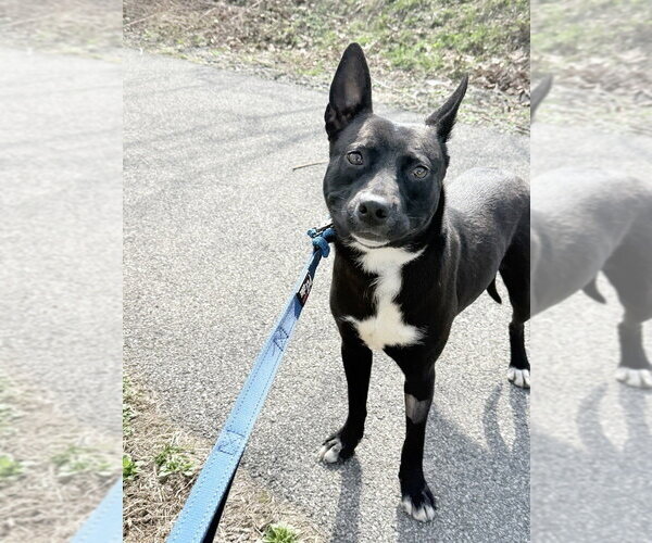 Medium Photo #4 Labrador Retriever-Unknown Mix Puppy For Sale in Elmsford, NY, USA