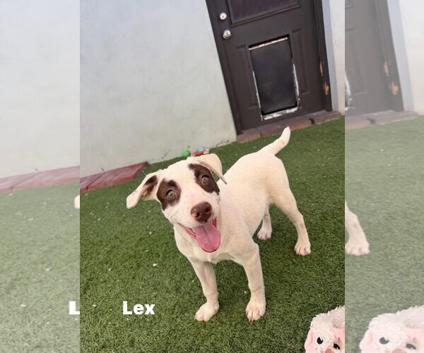 Medium Photo #15 Pug-Staffordshire Bull Terrier Mix Puppy For Sale in Cave Creek, AZ, USA