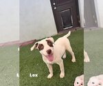 Small #14 Pug-Staffordshire Bull Terrier Mix