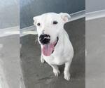 Small Bull Terrier-Labrador Retriever Mix