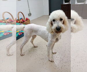 Poodle (Standard) Dogs for adoption in York, SC, USA
