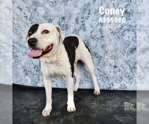 American Pit Bull Terrier Dogs for adoption in Conroe, TX, USA