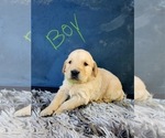 Small Photo #2 Golden Retriever Puppy For Sale in OROVILLE, CA, USA