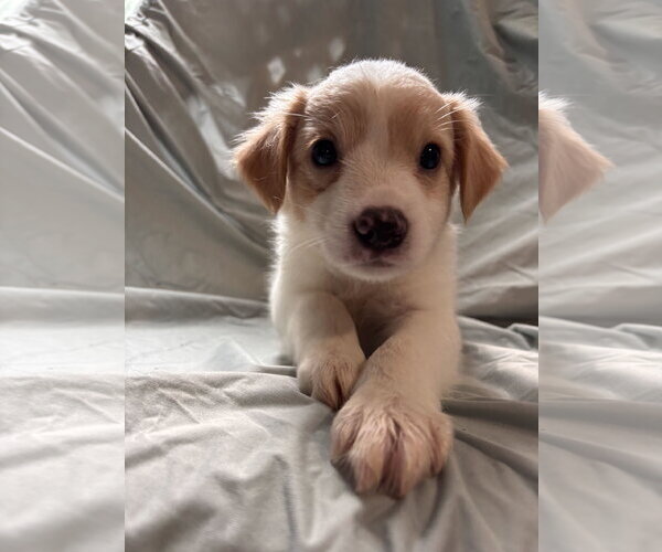 Medium Photo #4 Mutt Puppy For Sale in Pacolet, SC, USA