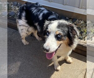 Mother of the Australian Shepherd puppies born on 07/27/2022