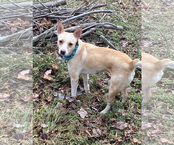 Medium Photo #5 - Mix Puppy For Sale in Arlington, VA, USA