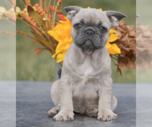 French Bulldog Puppy for sale in MILFORD, PA, USA