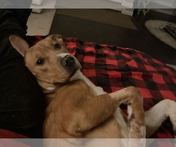 Medium Photo #3 Mutt Puppy For Sale in Ball Ground, GA, USA