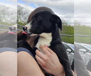 Regina - Female Labrador Retriever Dog for Adoption - Photo #5