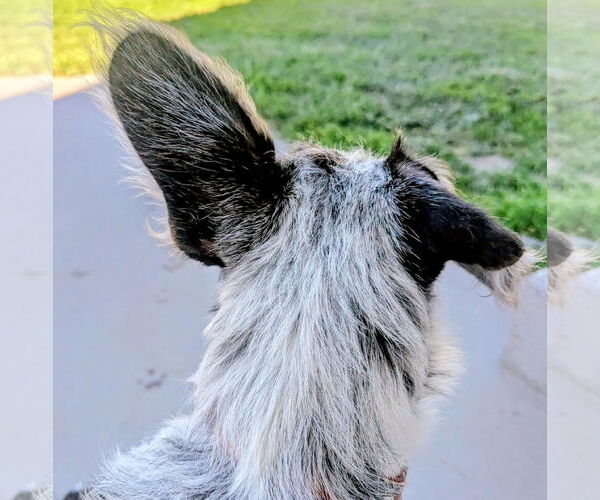 Medium Photo #8 Mutt Puppy For Sale in Sandy, UT, USA