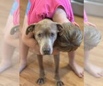 Small #3 Labrador Retriever Mix