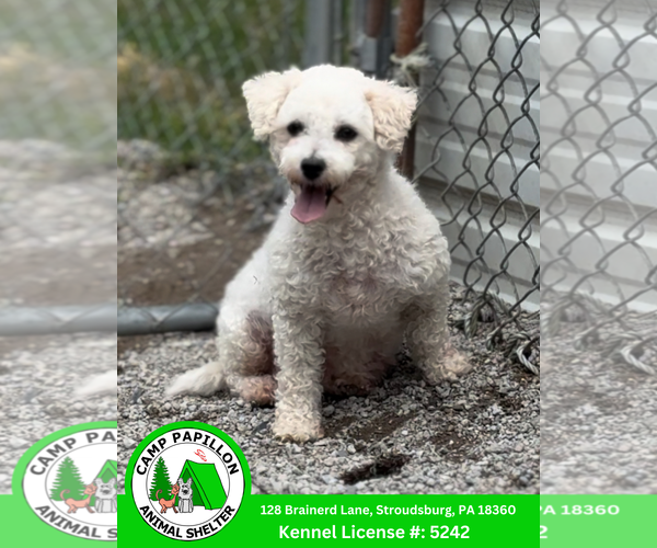 Medium Photo #1 Bichon Frise Puppy For Sale in Stroudsburg, PA, USA
