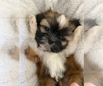 Small Photo #4 Shih Tzu Puppy For Sale in GILBERT, AZ, USA